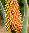 Spiny Aloe, Uitenhage Aloe